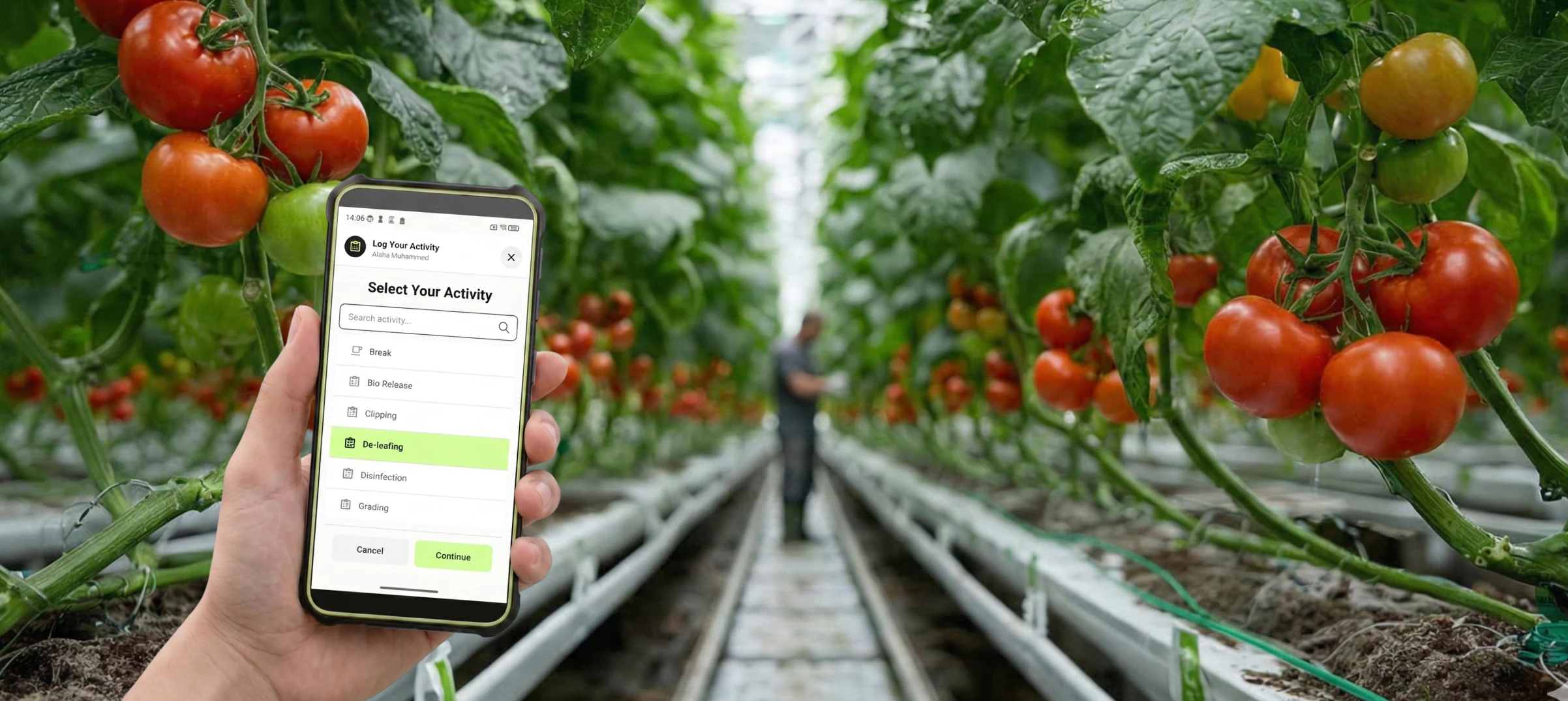 A worker picks an activity in the Agromigo Crew app among tomato plants