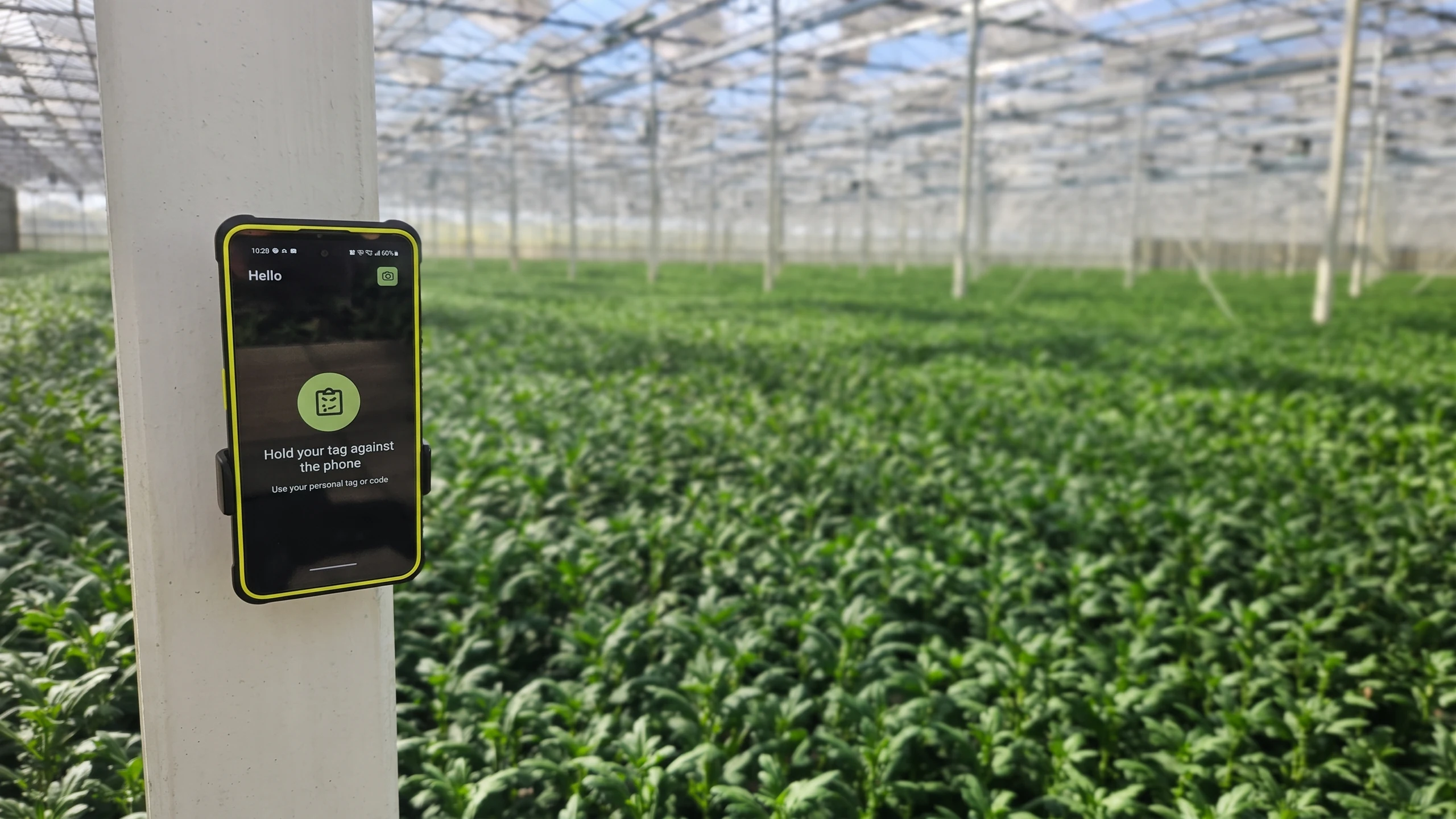 A phone on a post in a chrysanthemum greenhouse, ready for a worker to tap a tag